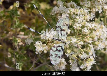 Thread-winged lacewing / Spoonwing lacewing (Nemoptera sinuata) feeding on Cretan oregano flowers (Origanum onites), Lesbos / Lesvos, Greece, May.