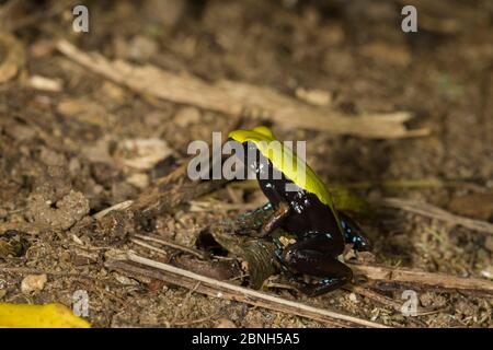 Green-backed mantella frog (Mantella laevigata) Nosy Mangabe Reserve, Madagascar. Stock Photo