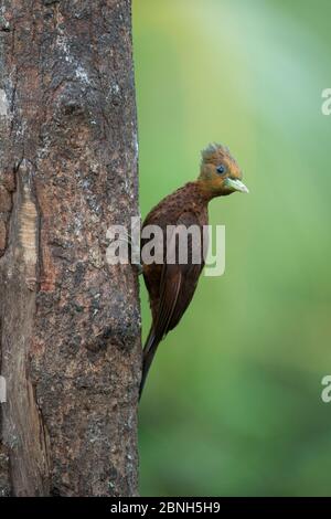 Chestnut-colored woodpecker (Celeus castaneus) northern Costa Rica. Stock Photo