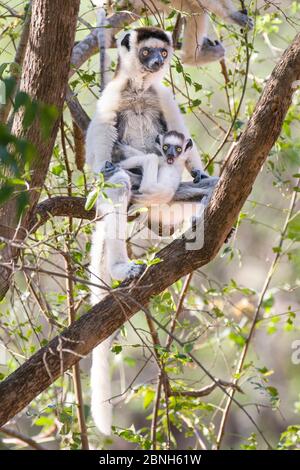 Verreaux's sifaka (Propithecus verreauxi) female (possibly with one injured eye, and young, Berenty Private Reserve, Madagascar.