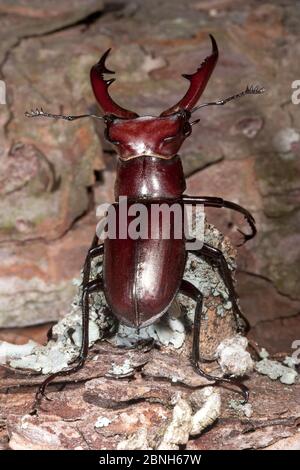 Elephant stag beetle (Lucanus elephus) male on wood, Ouachita National Forest, Arkansas, USA, May. Stock Photo