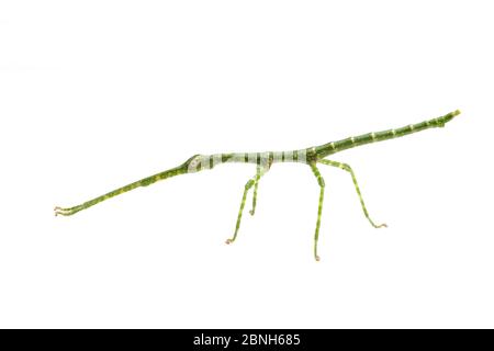 Giant walking stick (Megaphasma dentricus) nymph, captive laboratory animal. Stock Photo