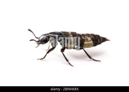 Hairy rove beetle (Creophilus maxillosus) Texas, USA, July. Stock Photo