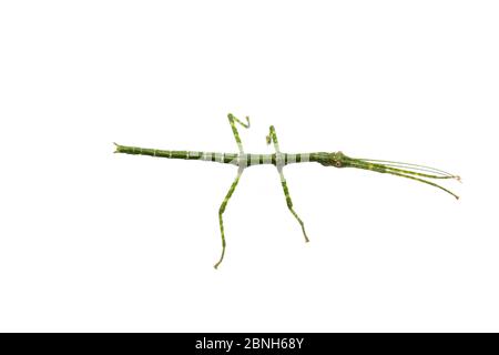 Giant walking stick (Megaphasma dentricus) nymph, captive laboratory animal. Stock Photo