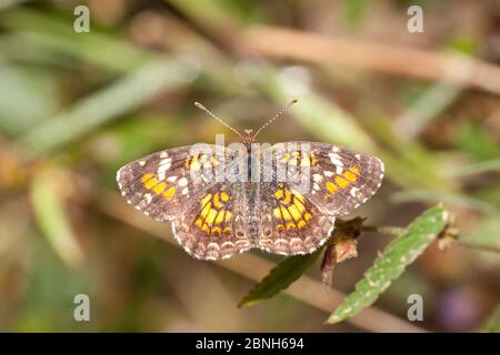 Phaon crescent butterfly (Phyciodes phaon) Riverside Park, Victoria, Texas, November. Stock Photo