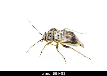 Tarnished plant bug (Lygus lineolaris) Texas, USA, June. Stock Photo