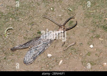 Dobsonfly (Corydalus cornutus)  male, Bruggeman Park, Iowa, USA, July. Stock Photo