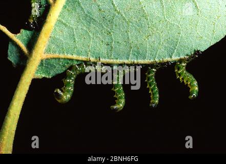 Dusky birch sawfly (Craesus latitarsus) larva, standing up in defensive display, South Carolina, USA, January. Stock Photo