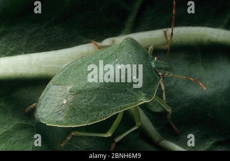 Southern green stink bug (Nezara viridula) . Introduced pest species in Australia. Stock Photo