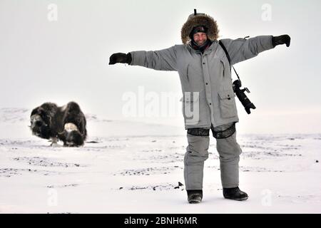 Photographer Sergey Gorshkov, standing with his arms outstretched on snow, with Musk ox (Ovibos moschatus) in the background, Wrangel Island, Far East Stock Photo