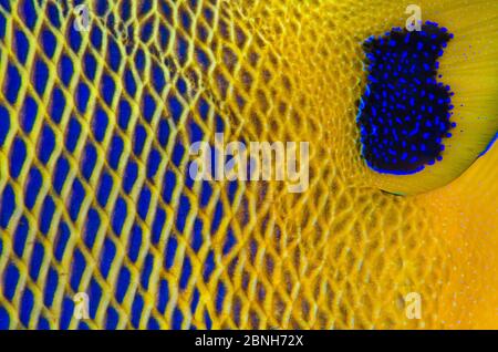 Close up of the scale details of a Yellow-mask angelfish (Pomacanthus xanthometopon). Baa Atoll, Maldives. Indian Ocean Stock Photo