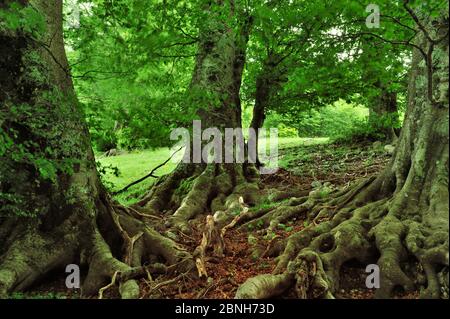 European beech (Fagus sylvatica) forest, Pollino National Park, Italy. June 2009. Stock Photo