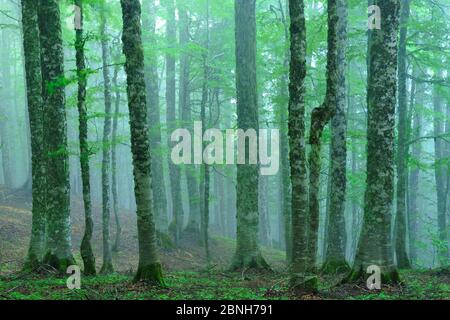 European Beech (Fagus sylvatica) forest, Pollino National Park, Italy. July 2009. Stock Photo