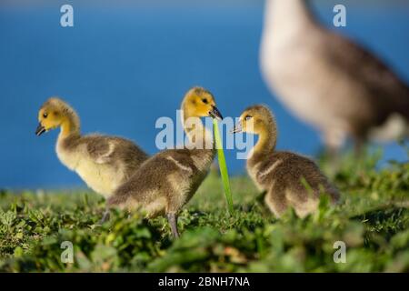 Canada goose (Branta canadensis) three goslings by water, Seine Valley, Aube, France, May Stock Photo
