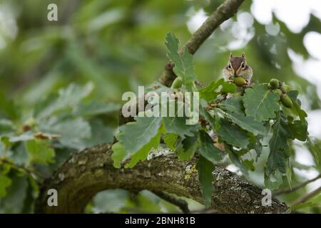 Siberian Chipmunk (Tamias sibiricus) introduced species, up in tree, near Paris, France September Stock Photo