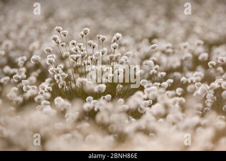 Harestail Cotton grass (Eriophorum vaginatum), Scotland, UK, May 2011. Stock Photo