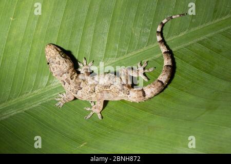 House gecko (Hemidactylus mabouia) introduced species, Florida, USA. April. Stock Photo