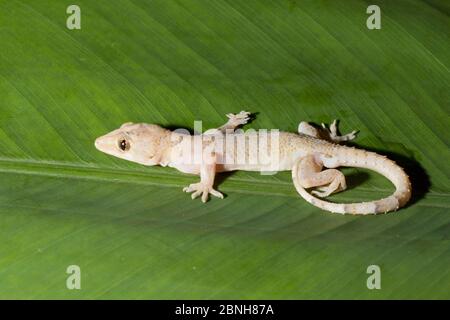 House gecko (Hemidactylus mabouia) introduced species, Florida, USA. April. Stock Photo