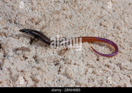 Peninsula mole skink (Plestiodon egregius onocrepis) controlled conditions, Ocala National Forest, Central Florida, USA. October. Stock Photo