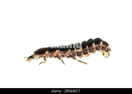 Glow worm (Lampyris noctiluca) female, Maine-et-Loire, France, June, meetyourneighbours.net project Stock Photo