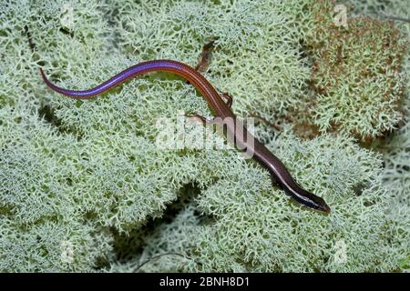 Peninsula mole skink (Plestiodon egregius onocrepis) controlled conditions, Ocala National Forest, Central Florida, USA. October. Stock Photo