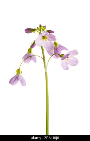 Cuckoo flower (Cardamine pratensis), Maine-et-Loire, France, April, meetyourneighbours.net project Stock Photo