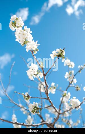 looking up at flourishing cherry blossom on a branch in Spring with clear blue sky in background, Montpellier, France Stock Photo