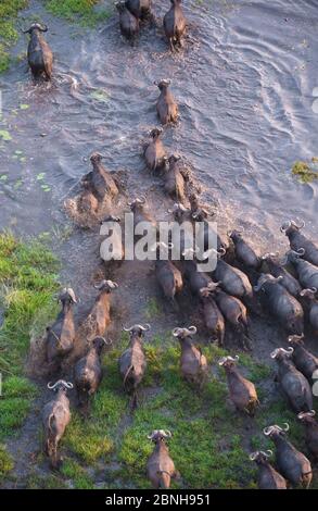 Cape Buffalo (Syncerus caffer) aerial view of herd crossing a water channel in the Okavango Delta swamp, Botswana Stock Photo