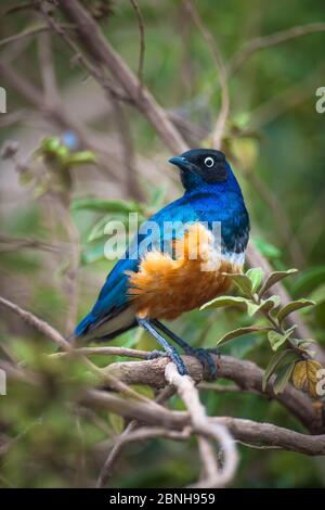 Superb starling (Lamprotornis superbus) portrait in tree, Ngorongoro Crater, Tanzania Stock Photo