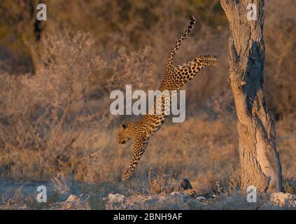 Leopard (Panthera pardus) female jumps down from a tree in late afternoon light, Etosha National Park, Namibia Stock Photo