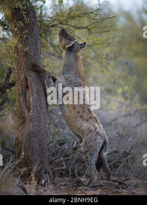 Spotted Hyena (Crocuta crocuta) stands on her back legs looking up into a tree where a leopard has stashed its kill, Greater Kruger National Park, Sou Stock Photo