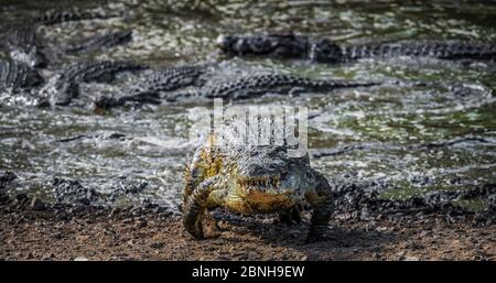 Nile crocodile (Crocodylus niloticus) leaving a small muddy pond ...