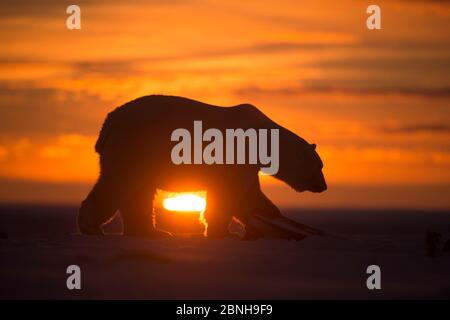 Polar bear (Ursus maritimus) silhouetted against setting sun, Bernard Spit, off the 1002 Area, Arctic National Wildlife Refuge, North Slope, Alaska, U Stock Photo