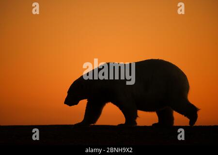 Polar bear (Ursus maritimus) walking, silhouetted at sunset, Bernard Spit, off the 1002 Area, Arctic National Wildlife Refuge, North Slope, Alaska, US Stock Photo