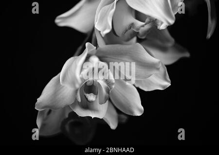 Orchid spray in black and white Stock Photo