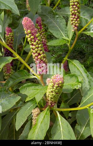 American pokeweed plant (Phytolacca americana) flowers, cultivated plant. Stock Photo
