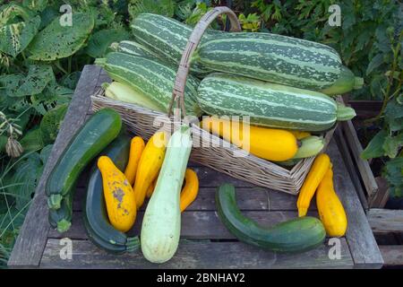 Mixed squashes in trug in autumn. Stock Photo