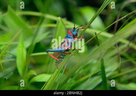 Koppie foam grasshopper (Dictyophorus spumans) on grass, Natal, South Africa. Stock Photo