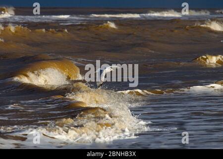 Herring gull (Larus argentatus) immature bird flying over a stormy Norfolk, England, UK Febraury. Stock Photo