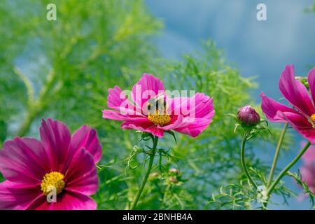 Cosmos flower (Cosmos bipinnatus) cultivated plant in border, with Bumblebee (Bombus sp)s pollinating. Stock Photo