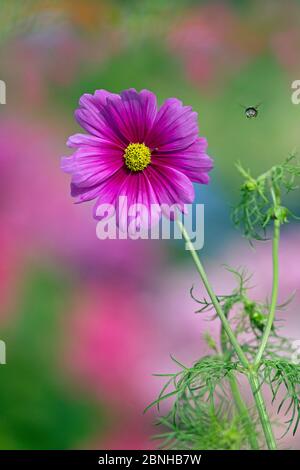 Cosmos flower (Cosmos bipinnatus) cultivated plant in garden border, with Bumblebee (Bombus sp) in flight. Stock Photo