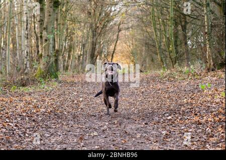 Dog running in woods in Wales in autumn Stock Photo