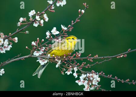 Yellow hammer (Emberiza citinella) perched on flowering plum blossom, England, UK, February. Stock Photo