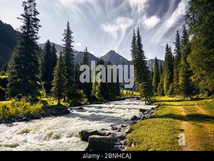 Karakol river in the mountain valley and forest with big pine trees in Karakol national park near Issyk Kul lake, Kyrgyzstan Stock Photo