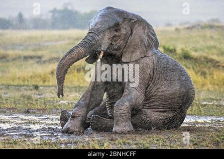 African Elephant (Loxodonta africana) in rain, wallowing in mud. Maasai Mara, Kenya, Africa. September. Stock Photo