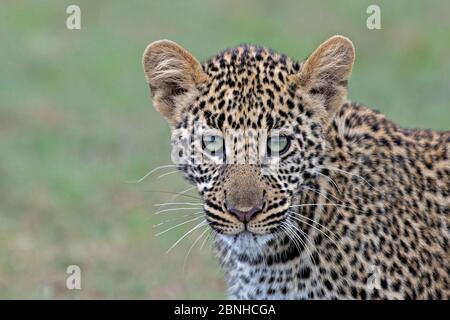 African Leopard (Panthera pardus) young cub. Maasai Mara, Kenya, Africa. September. Stock Photo