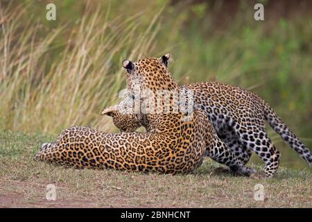 African Leopard (Panthera pardus) mother and cub. Masai Mara, Africa. September. Stock Photo