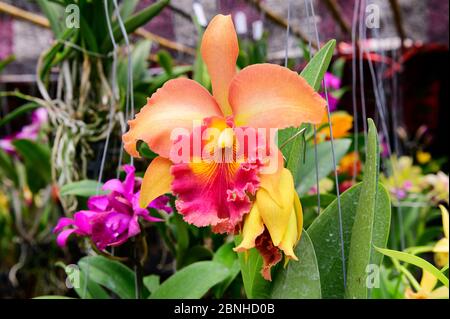 Orange cattleya orchid flower blooms in plant market Stock Photo