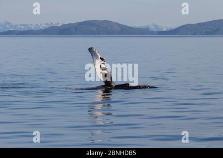 Humpback whale (Megaptera novaeangliae) waving pectoral fin in air, Prince William Sound, Alaska, July. Stock Photo