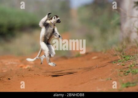 Verreaux's sifaka (Propithecus verreauxi) dancing across open ground, Berenty Private Reserve, Madagascar. Stock Photo
